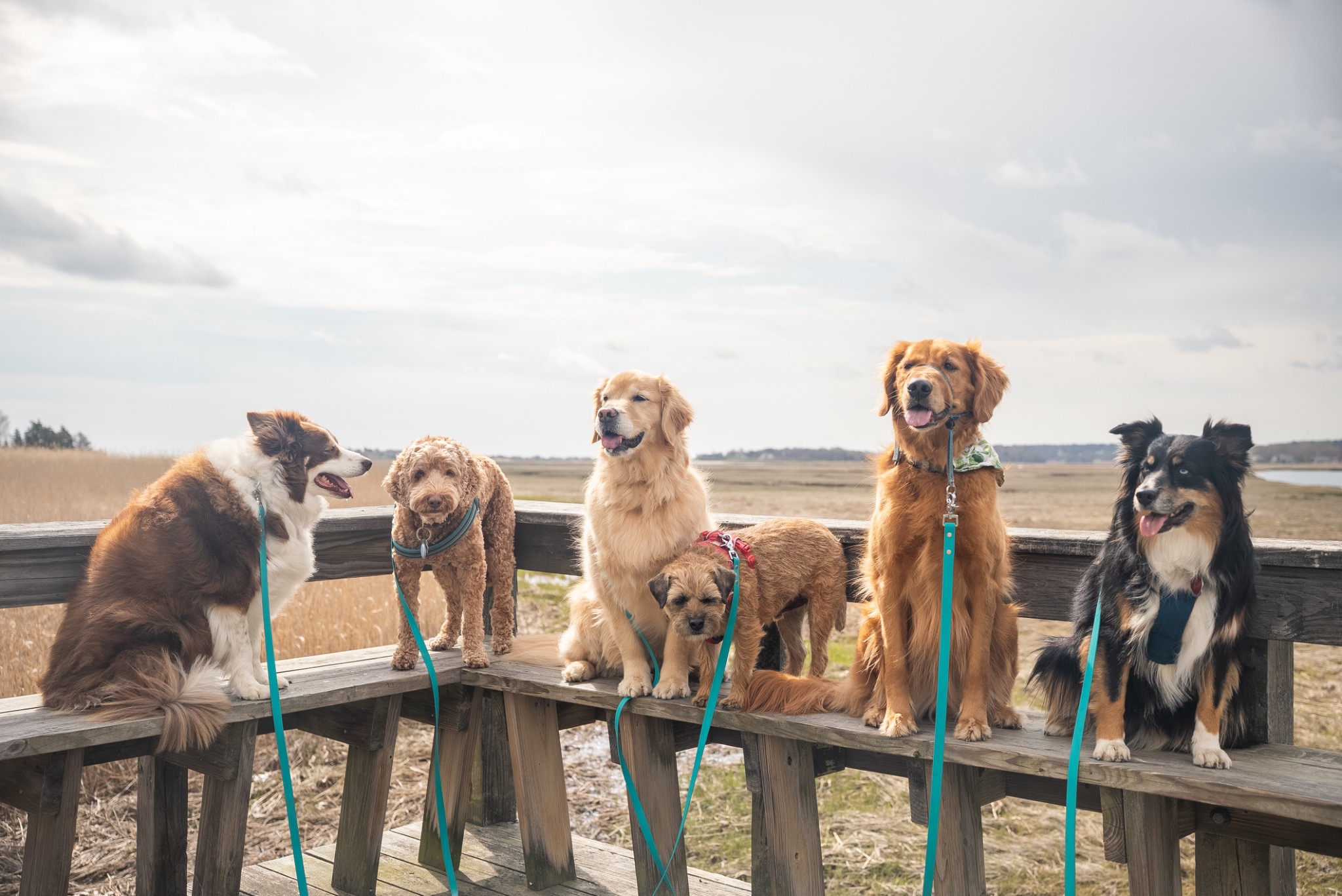 Six dogs sitting together above the marsh