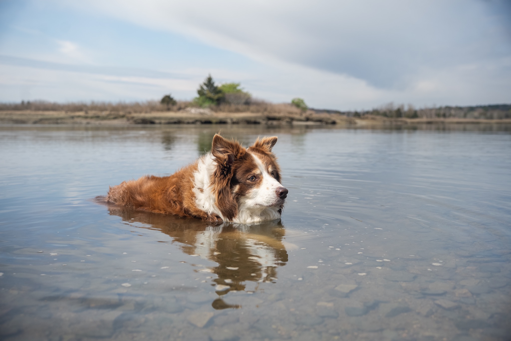 A dog cooling off in calm marsh water